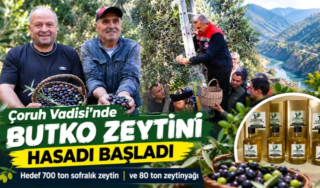 Artvin'in Butko zeytini hasadı başladı