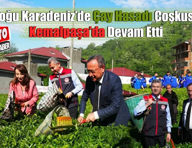 Doğu Karadeniz’de Çay Hasadı Coşkusu Kemalpaşa’da Devam Etti