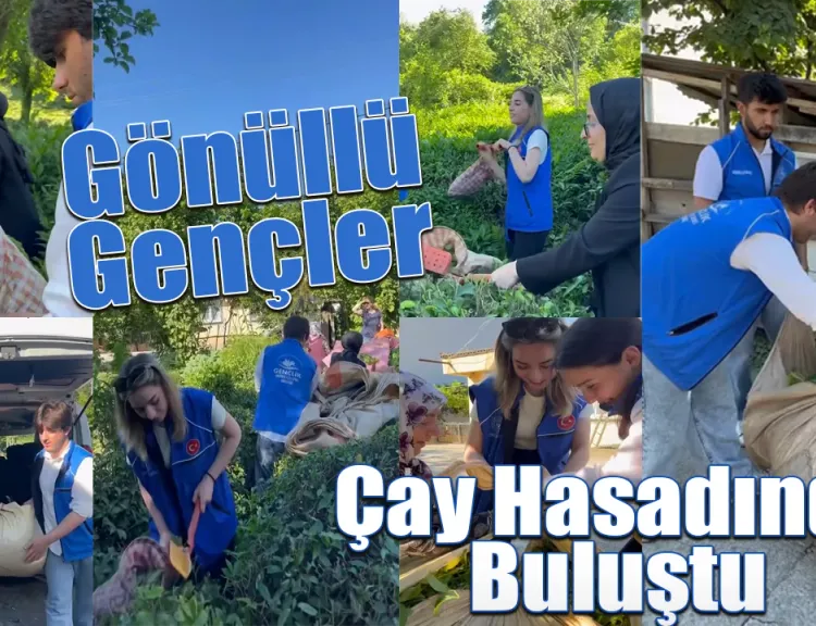 Gönüllü Gençler Çay Hasadında Buluştu