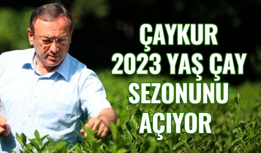ÇAYKUR 2023 yılı yaş çay kampanyasını önümüzdeki hafta açıyor