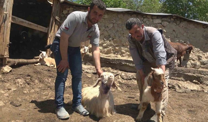 Kastamonu’da kurtlar 50 kurbanlık hayvanı telef etti