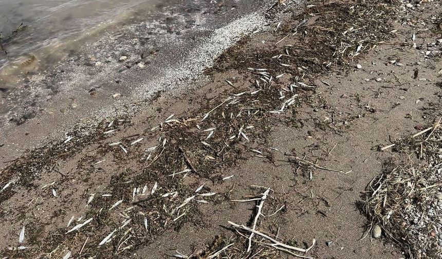 Bingöl’de binlerce ölü balık kıyıya vurdu