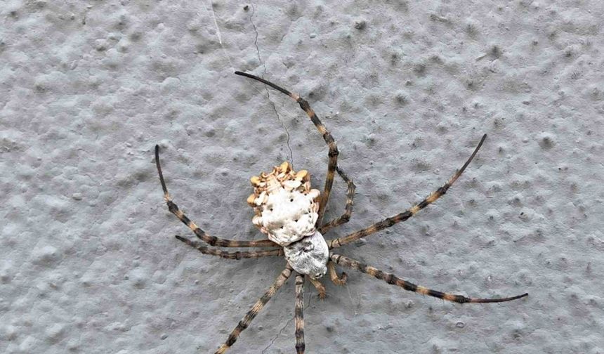 İklim krizi yeni bir örümcek getirdi: Loblu örümcek yayılıyor
