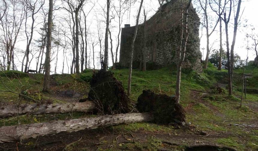 Şiddetli fırtına asırlık ağaçları kökünden söküp devirdi