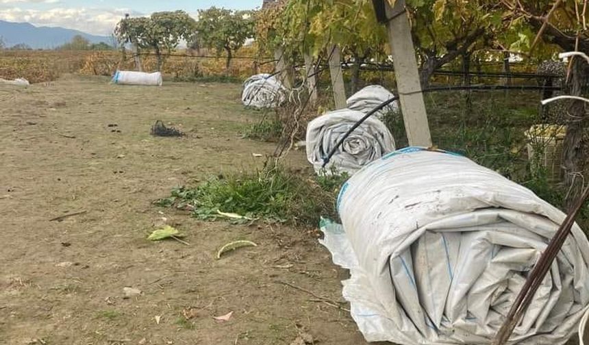 Hasadı biten bağların örtüleri toplanmaya başladı