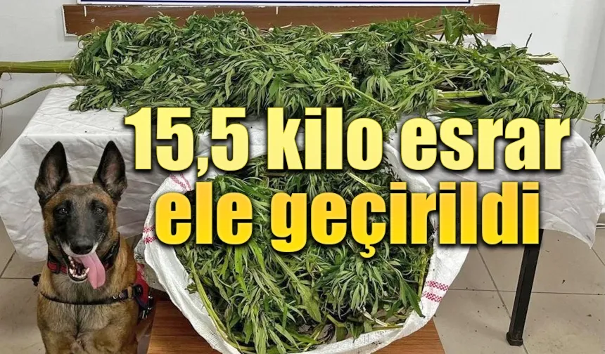 15.5Kg esrarla yakalanan şahıs tutuklandı