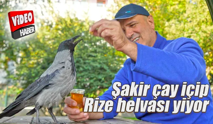 Çay İçip Rize Helvası Yiyor: Gurme Karga “Şakir” Herkesi Şaşırtıyor