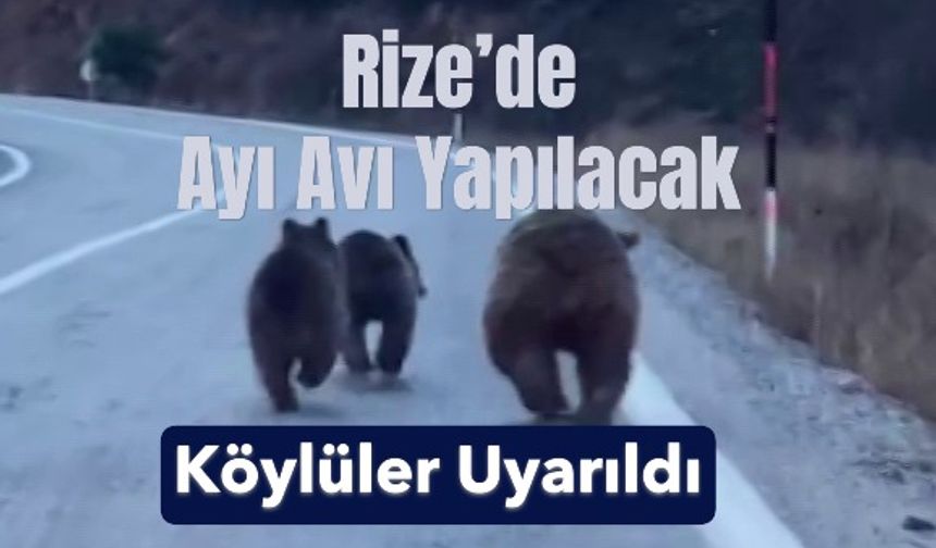 Rize’de Ayı Avı Yapılacak, Köylüler Uyarıldı