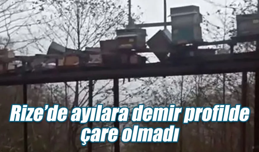 Rize’de ayılara demir profilli tezgah da çare olmadı