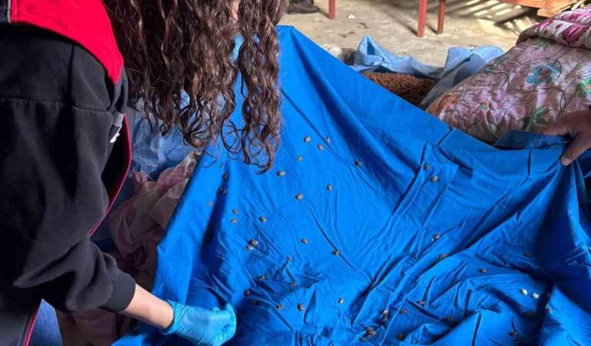 Samuray arısı üretiminde kullanılmak üzere kahverengi kokarca topluyorlar