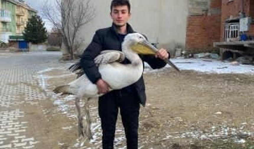 Sokakta gezerken pelikan buldu
