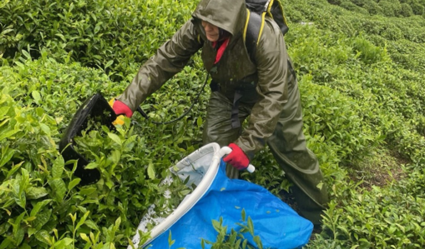 Çay işçilerine 12 hafta boyunca uygulandı, sonuç şaşırtıcı