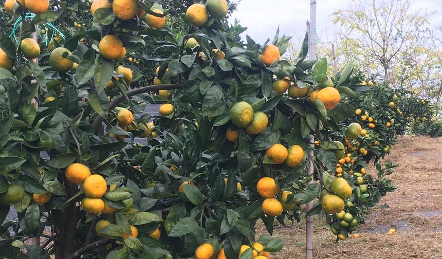 İçi Lezzet Dışı Şifa Rize mandalinası kabuğuyla yenir mi?