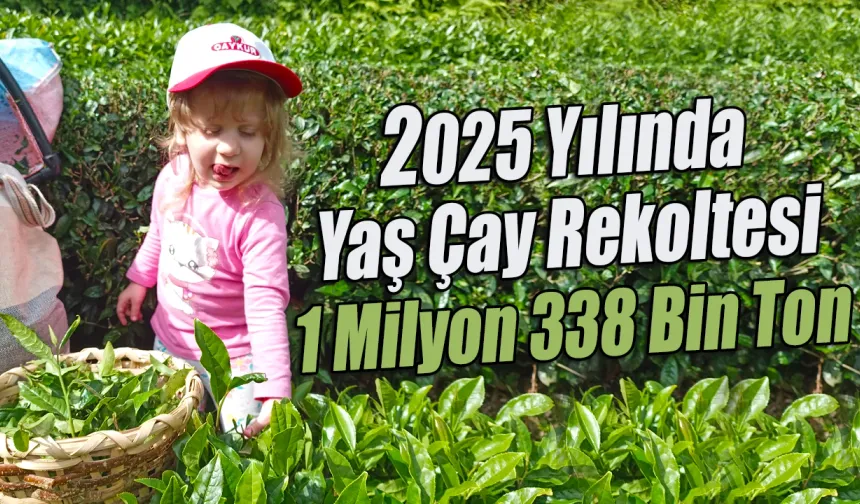 2025 Yılında Yaş Çay Rekoltesi 1 Milyon 338 Bin Ton