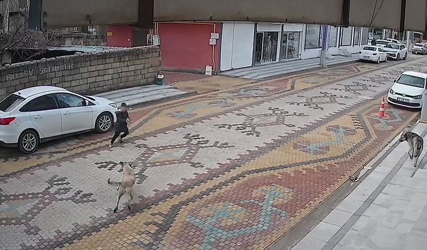 Mardin'de sokak köpeklerinin saldırdığı çocuğu esnaf kurtardı