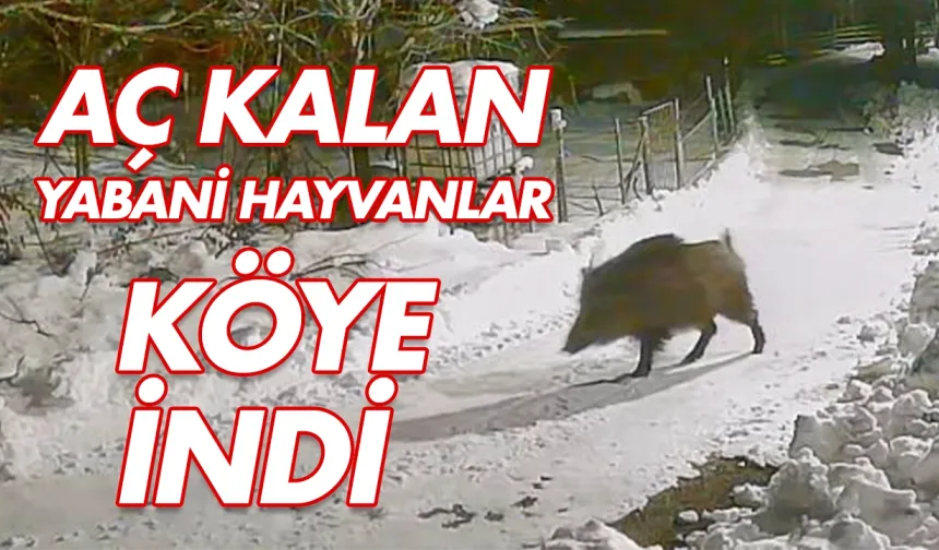 Köye inen aç kalan yabani hayvanlar güvenlik kameralarına yakalandı