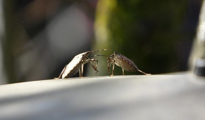 Doğu Karadeniz'de üçlü istilacı tür tarımı tehdit ediyor