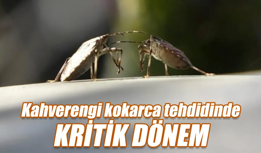 Kahverengi kokarca tehdidinde kritik dönem