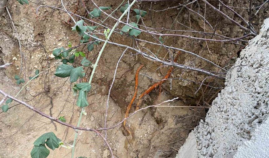 Fidan dikimi sırasında insan kafatası ve kemik parçaları bulundu