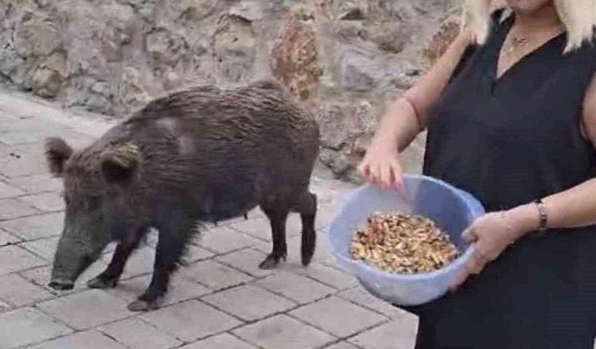 Safiye Soyman kapısına gelen domuzu elleriyle besledi