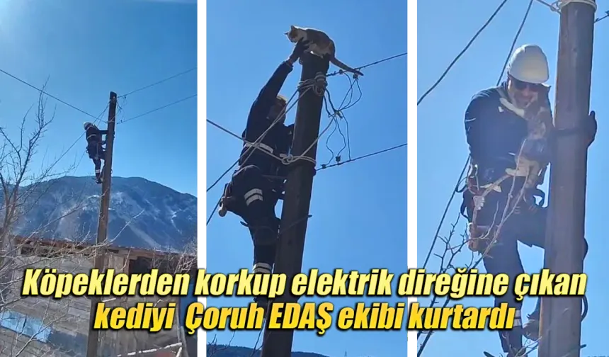 Elektrik direğine çıkan kediyi Çoruh EDAŞ ekibi kurtardı