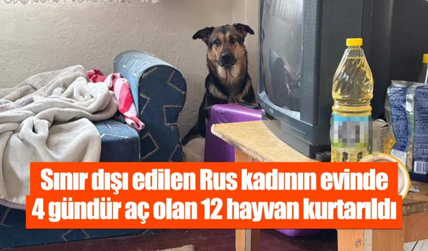 Sınır dışı edilen Rus kadının evinde 4 gündür aç olan 12 hayvan kurtarıldı