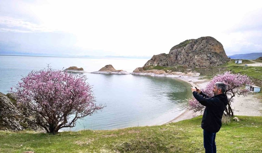 Badem çiçekleri Van Gölü kıyılarını renklendirdi