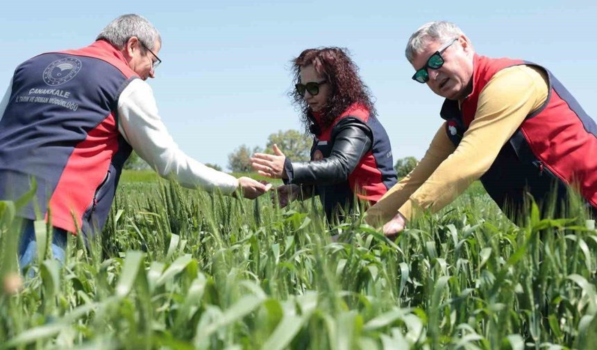 Çanakkale'de ekili ve dikili alanlarda kontroller devam ediyor
