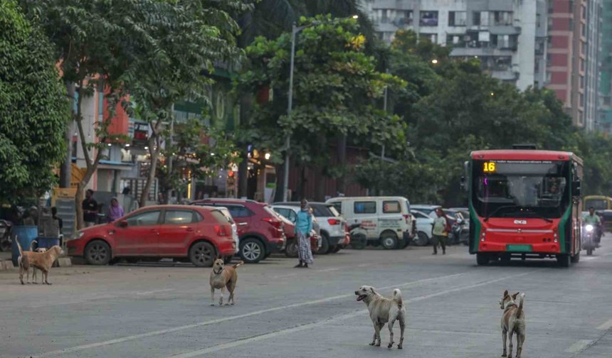 Hindistan'da 62 milyon sokak köpeği, sokakları işgal ediyor