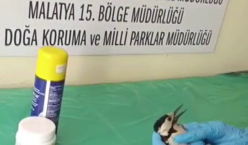 Sivas'ta bitkin halde bulunan ağaçkakan, tedavi edilip doğaya salındı