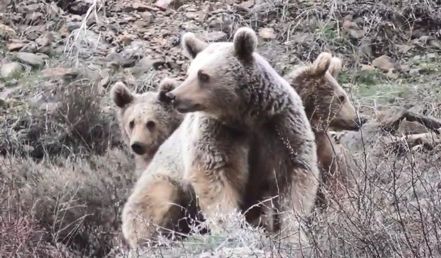 Tunceli'de anne ayı ve yavruları görüntülendi