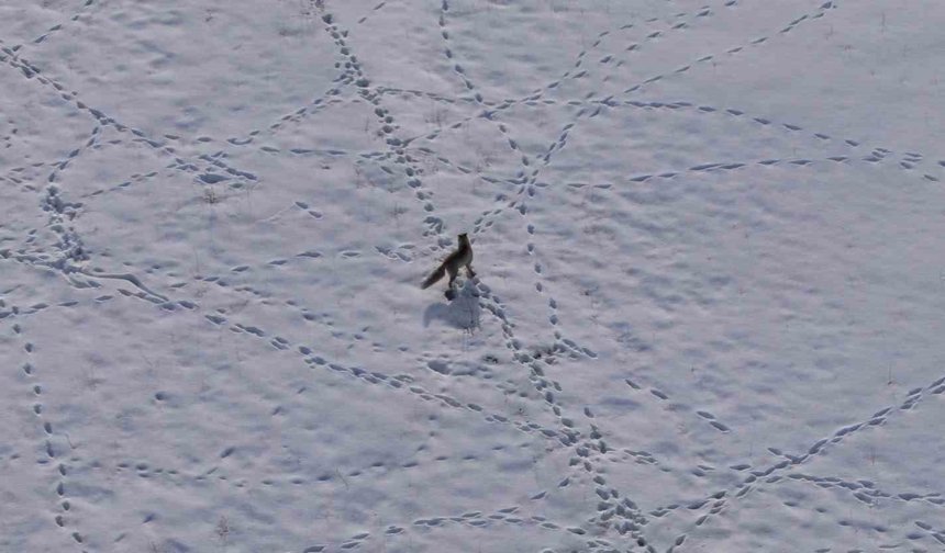 Van'da tilkinin avı dron kamerasına yansıdı