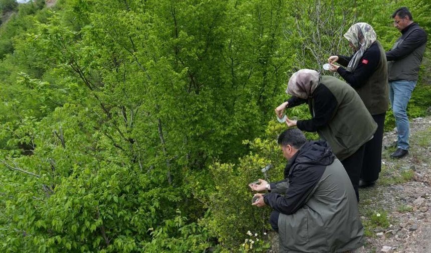 Şimşir Güvesine Karşı Biyolojik Mücadele