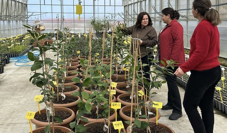 Rize Mandalinasında Sertifikalı Yeni Dönem