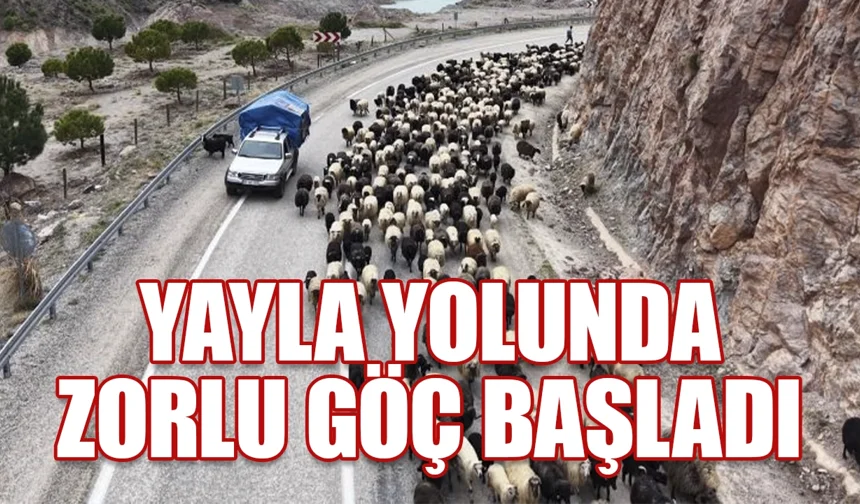 Havaların ısınmasıyla birlikte yayla yolunda zorlu göçler başladı