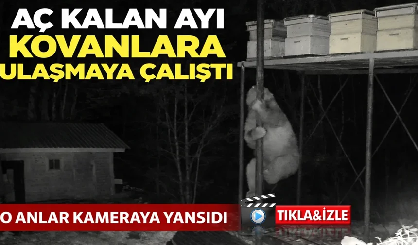 Aç kalan ayı kovanlara ulaşmaya çalıştı