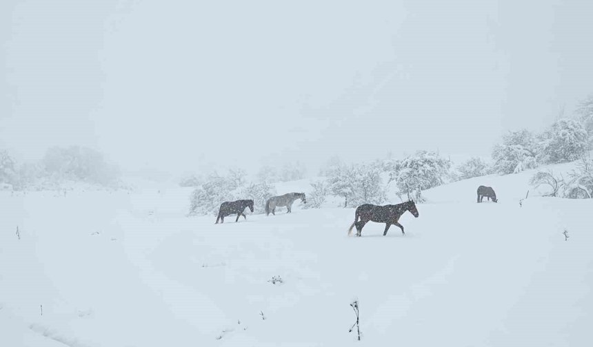 Bolu'da yılkı atları karlar altında görüntülendi
