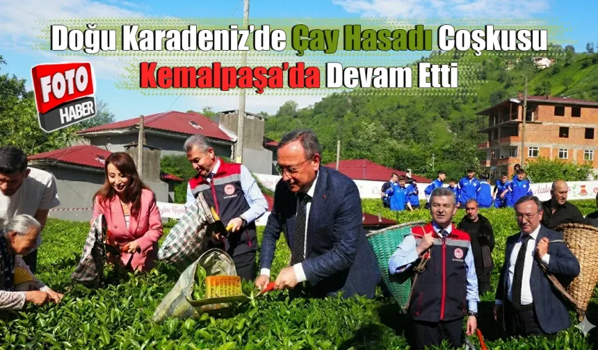 Doğu Karadeniz’de Çay Hasadı Coşkusu Kemalpaşa’da Devam Etti