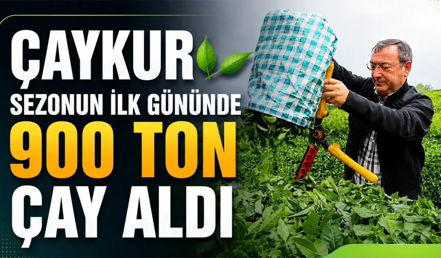 ÇAYKUR ilk gününde 900 ton çay aldı