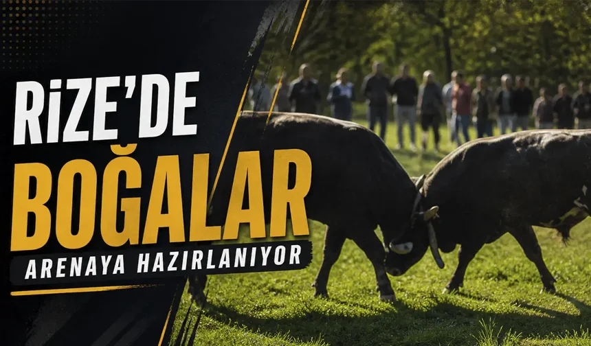 Rize'de boğalar arenaya hazırlanıyor