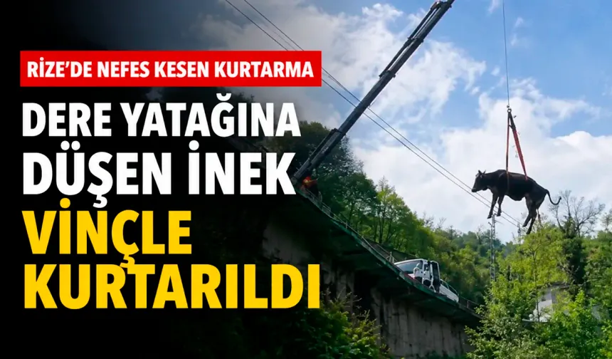 Rize'de dere yatağına düşen inek vinçle kurtarıldı