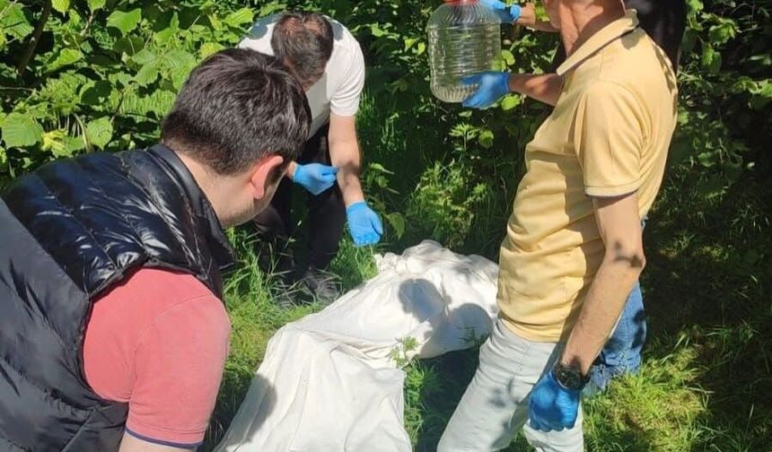 Kahverengi kokarcaya karşı samuray arısı seferberliği