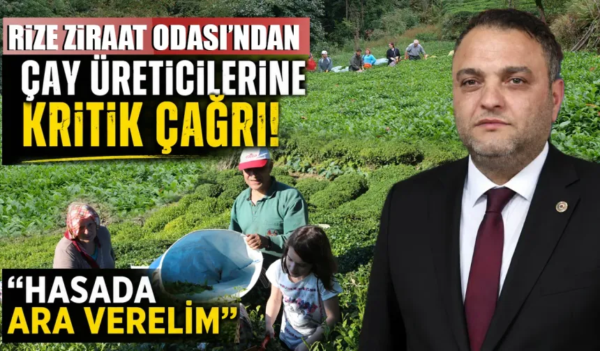 Rize Ziraat Odasından "Hasada Ara verin" Çağrısı