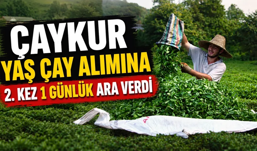 ÇAYKUR yaş çay alımına 2. kez 1 günlük ara verdi