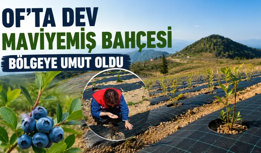 Of'ta Dev Maviyemiş Yatırımı: Bölge Tarımına Yeni Soluk