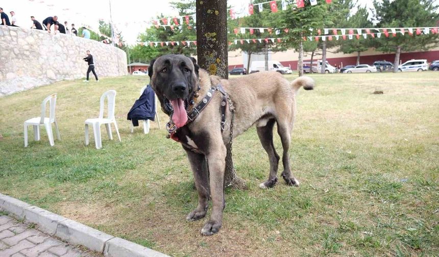 Çorum'da Türk çoban köpekleri görücüye çıktı