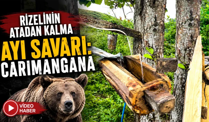 Rizelinin atadan kalma ayı savarı: 'Carimangana'