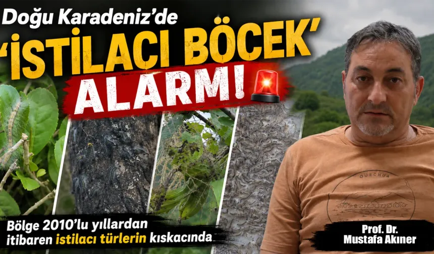 Doğu Karadeniz'de 'istilacı böcek' alarmı