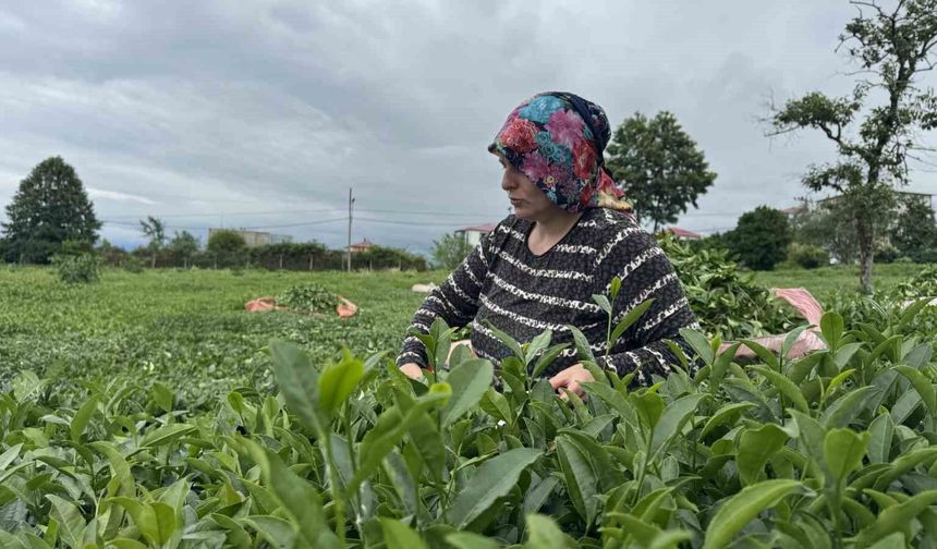 Çaykur 2. sürgünde 169 bin ton yaş çay alımı gerçekleştirildi