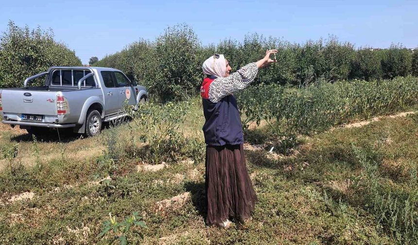 Babaeski'de tarlalar mercek altında